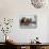 Woman in Flamenco Dress in Parade at Feria de Abril, Sevilla, Spain-Merrill Images-Mounted Photographic Print displayed on a wall