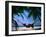 Woman in Hammock on Beach, Ari Atoll, Maldives-Stuart Westmorland-Framed Premium Photographic Print