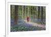 Woman in red coat walking through bluebell woods, Hallerbos, Belgium, Europe-Francesco Vaninetti-Framed Photographic Print