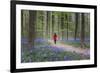 Woman in red coat walking through bluebell woods, Hallerbos, Belgium, Europe-Francesco Vaninetti-Framed Photographic Print