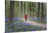 Woman in red coat walking through bluebell woods, Hallerbos, Belgium, Europe-Francesco Vaninetti-Mounted Photographic Print