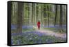 Woman in red coat walking through bluebell woods, Hallerbos, Belgium, Europe-Francesco Vaninetti-Framed Stretched Canvas