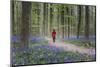 Woman in red coat walking through bluebell woods, Hallerbos, Belgium, Europe-Francesco Vaninetti-Mounted Photographic Print