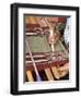 Woman in Traditional Dress, Weaving with Backstrap Loom, Chinchero, Cuzco, Peru-Merrill Images-Framed Photographic Print