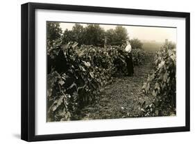 Woman in Vineyard-null-Framed Art Print