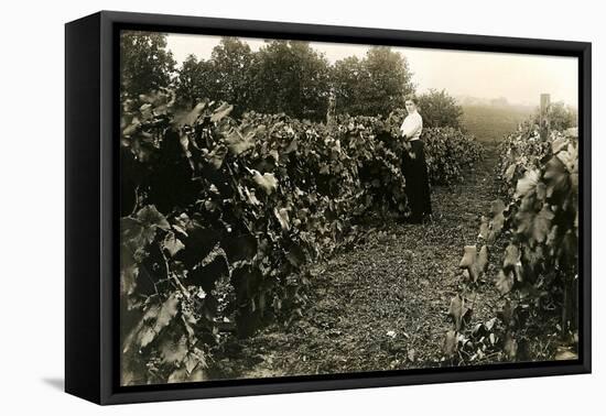 Woman in Vineyard-null-Framed Stretched Canvas