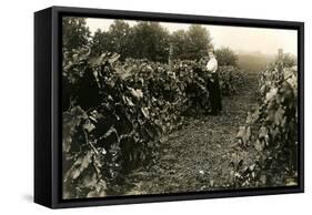 Woman in Vineyard-null-Framed Stretched Canvas