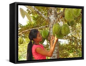 Woman Inspecting Durian Fruit-Bjorn Svensson-Framed Stretched Canvas