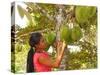 Woman Inspecting Durian Fruit-Bjorn Svensson-Stretched Canvas