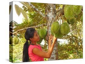 Woman Inspecting Durian Fruit-Bjorn Svensson-Stretched Canvas