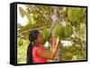 Woman Inspecting Durian Fruit-Bjorn Svensson-Framed Stretched Canvas