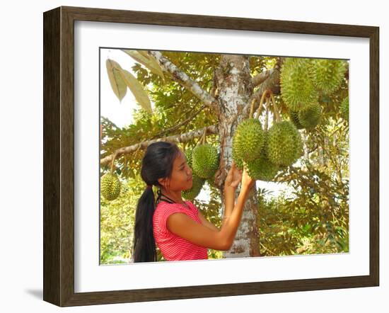 Woman Inspecting Durian Fruit-Bjorn Svensson-Framed Photographic Print