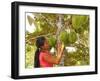 Woman Inspecting Durian Fruit-Bjorn Svensson-Framed Photographic Print