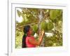 Woman Inspecting Durian Fruit-Bjorn Svensson-Framed Photographic Print