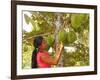 Woman Inspecting Durian Fruit-Bjorn Svensson-Framed Photographic Print