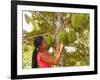 Woman Inspecting Durian Fruit-Bjorn Svensson-Framed Photographic Print