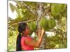 Woman Inspecting Durian Fruit-Bjorn Svensson-Mounted Photographic Print