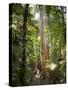 Woman Looking at Eucalyptus Tree in Flecker Botanic Gardens-Nick Servian-Stretched Canvas