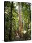 Woman Looking at Eucalyptus Tree in Flecker Botanic Gardens-Nick Servian-Stretched Canvas