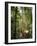 Woman Looking at Eucalyptus Tree in Flecker Botanic Gardens-Nick Servian-Framed Photographic Print