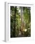 Woman Looking at Eucalyptus Tree in Flecker Botanic Gardens-Nick Servian-Framed Photographic Print