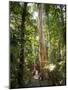 Woman Looking at Eucalyptus Tree in Flecker Botanic Gardens-Nick Servian-Mounted Photographic Print