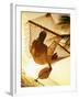 Woman on Hammock, Ari Atoll, White Sand Island-Angelo Cavalli-Framed Photographic Print