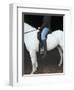 Woman on Horse-C. Lyttle-Framed Photographic Print