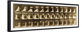 Woman Opening Umbrella from 'Animal Locomotion' Series, C.1887-Eadweard Muybridge-Framed Giclee Print