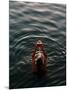 Woman Pouring Water During Morning Puja on Ganges, Varanasi, India-Anthony Plummer-Mounted Photographic Print