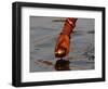 Woman Praying on the Banks of the River Ganges Fills Water into a Copper Vessel for a Ritual-null-Framed Photographic Print