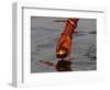 Woman Praying on the Banks of the River Ganges Fills Water into a Copper Vessel for a Ritual-null-Framed Photographic Print