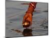 Woman Praying on the Banks of the River Ganges Fills Water into a Copper Vessel for a Ritual-null-Mounted Photographic Print