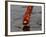 Woman Praying on the Banks of the River Ganges Fills Water into a Copper Vessel for a Ritual-null-Framed Photographic Print