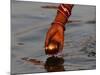 Woman Praying on the Banks of the River Ganges Fills Water into a Copper Vessel for a Ritual-null-Mounted Photographic Print