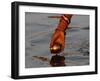 Woman Praying on the Banks of the River Ganges Fills Water into a Copper Vessel for a Ritual-null-Framed Photographic Print