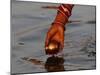 Woman Praying on the Banks of the River Ganges Fills Water into a Copper Vessel for a Ritual-null-Mounted Photographic Print