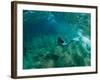 Woman Pretending to Be a Mermaid Swimming Underwater, Hawaii, USA-null-Framed Photographic Print