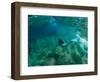 Woman Pretending to Be a Mermaid Swimming Underwater, Hawaii, USA-null-Framed Photographic Print