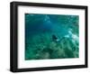 Woman Pretending to Be a Mermaid Swimming Underwater, Hawaii, USA-null-Framed Photographic Print