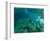 Woman Pretending to Be a Mermaid Swimming Underwater, Hawaii, USA-null-Framed Photographic Print