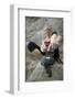 Woman Putting on Rock Climbing Shoes-Anthony West-Framed Photographic Print