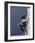 Woman Rock Climbing-null-Framed Photographic Print