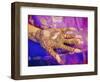 Woman's Hand Decorated with Henna, Rajasthan, India-Bruno Morandi-Framed Photographic Print