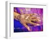 Woman's Hand Decorated with Henna, Rajasthan, India-Bruno Morandi-Framed Photographic Print