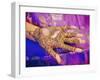 Woman's Hand Decorated with Henna, Rajasthan, India-Bruno Morandi-Framed Photographic Print