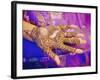 Woman's Hand Decorated with Henna, Rajasthan, India-Bruno Morandi-Framed Photographic Print