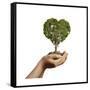 Woman's Hands Holding Soil with a Tree Heart Shaped-null-Framed Stretched Canvas