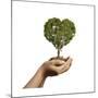 Woman's Hands Holding Soil with a Tree Heart Shaped-null-Mounted Art Print