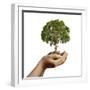 Woman's Hands Holding Soil with a Tree-null-Framed Art Print